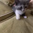 قط عمره شهرين للتبني