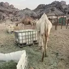 قعود العمر سنتين اللي يبي يذبح واللي يبيه ركبي