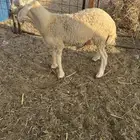 طلي حري تم البيع