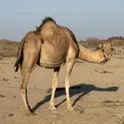 ناقه مموت لي البيع