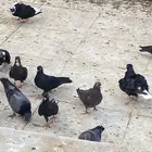 حمام قطيفي او قطايف قلاب مستوى جميل