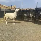 رخل صفرااا
