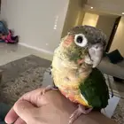 نوادر كنيور بلاك كاب اوبلاين