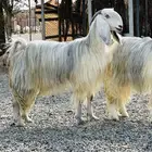 معزا مصريات وحجازيات بيض فواخر بفحلها