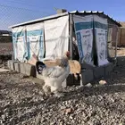دجاجه براهما