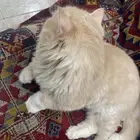 قط شيرازي نظيف جدا