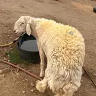 طلي حري صنف
