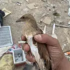 شو اسم هذا الطير
