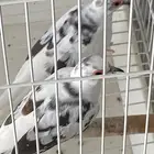 يمام ماسي ملكي تم البيع