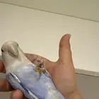 ببغاء روز