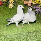 للبيع اناثي زواجل حضان تربية محاكر