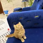للبيع ذكر شيرازي لعوب بعمر شهرين