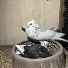 حمام قلابي قنادي منتج أو مطيار