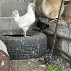 دجاجة معها فرخين