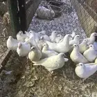 حمام فرنسي للبيع