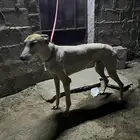 سلوقي