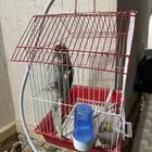 طائر كوكتيل مع قفص وحامل قفص فقط ب 350 ريال