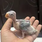 فرخ درة اخضر غر