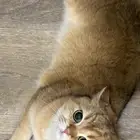 فندقة قطط بالرياض CatsHotelRiyadh