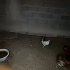 12 ديك بلدي للبيع