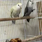 روز