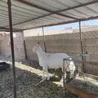 طلي مشروع فحل وصنف جذع العمر 6 شهور شعره قصيره