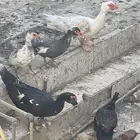 للبيع بط