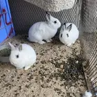 ارانب للبيع