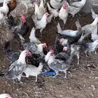 للبيع ديوك فيومي