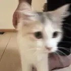 بسه بلدي للتبني