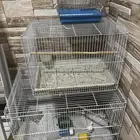 اقفاص طيور وستاند 601