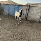 اربع معزا مشاريك دفيع