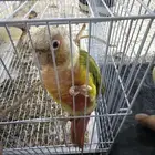 كنيور للبيع