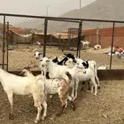 تيوس مخاصي بلدي للبيع