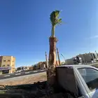 واشنطني زينه