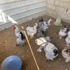 للبيع دجاج برهما جروم طيبه