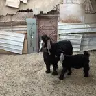 تيس عارضي