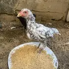 دجاج كوشامو للبيع تم تم البيع