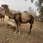 الابل عدد 4