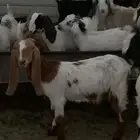 غنم للبيع في الذيبيه