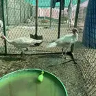 دجاج رومي ذكر أنثى البيع