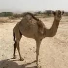 حاشي للبيع