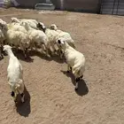 طليان ورخال