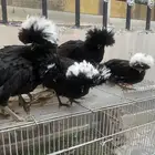 بولش فاخر