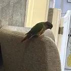 ببغاء كينيور