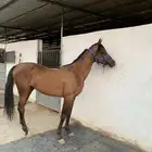 حصان للبيع