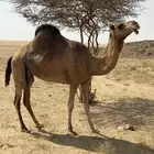 ناقه لقحه للبيع
