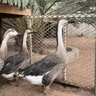 وز عراقي تم البيع