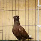 ذكر هاي فلير