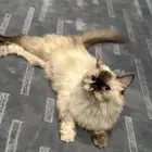 قطه هملايا للتبني